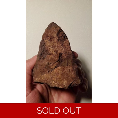 Very Rare Sauropelta Dermal Spike Bone